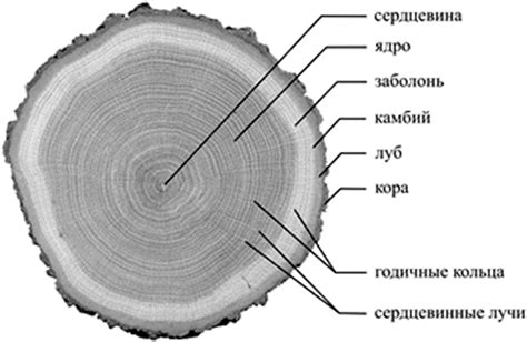 Характеристики древесины и ее назначение