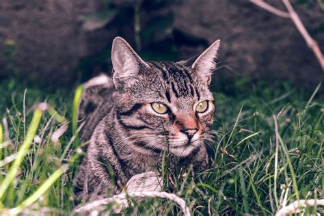 Характеристики поведения кошек