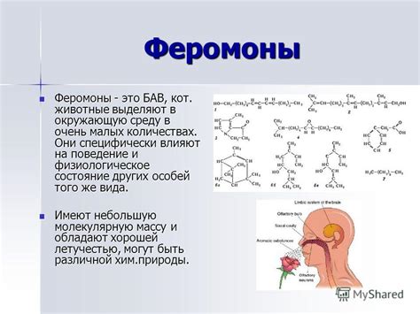 Химия страсти: роль феромонов в привлечении