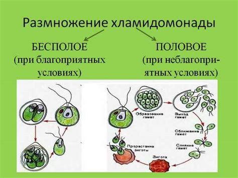Хламидомонада: особенности роста и размножения