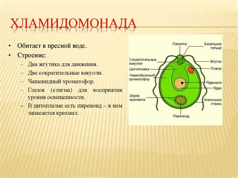 Хроматофор как основной пигментный орган