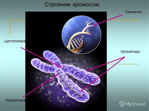 Хромосома в клетке: понятие и роль