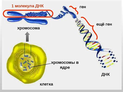 Хромосомы и гены: информационный материал в ядре