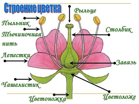 Цветки: важные элементы репродуктивной системы растений