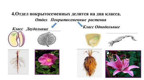 Цветковые растения: особенности структуры и разнообразие