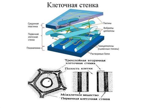 Целлюлозная стенка