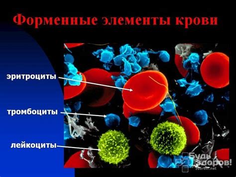 Цель исследования фенотипирования крови