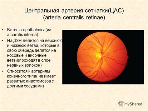 Центральная артерия сетчатки и ее значение