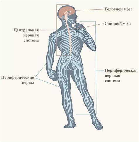 Центральная нервная система у хордовых животных