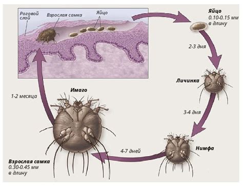 Цикл развития чесоточного клеща