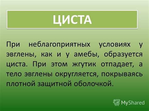 Циста эвглены зеленой: ключевые моменты