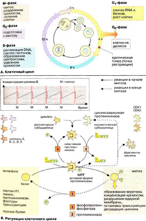 Цитокинез в жизненном цикле клетки