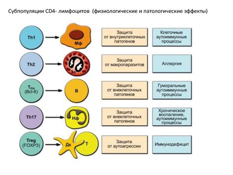 Цитокины: сигнальные молекулы иммунной системы