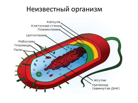 Цитоплазма и внутренние структуры бактериальной клетки