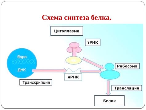 Цитоплазма и обмен веществ в клетке