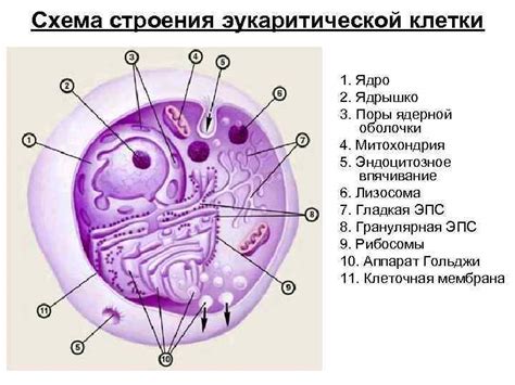 Цитоплазма и ядро клетки