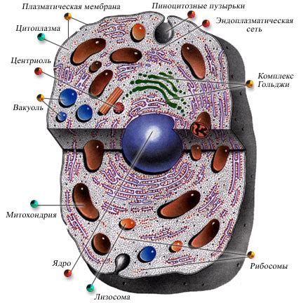 Цитоплазма клетки 6 класс: описание и функции