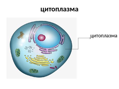 Цитоплазма - главный составляющий элемент клетки