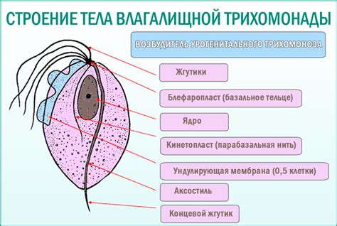 Часто задаваемые вопросы о трихомонадах и гонококках у женщин