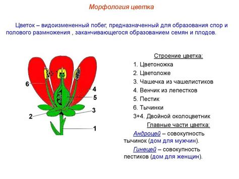 Чашелистики и их функции