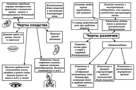 Человек и животные: сходства и различия