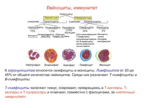 Чем лимфоциты отличаются от лимфоцитов в процентах?