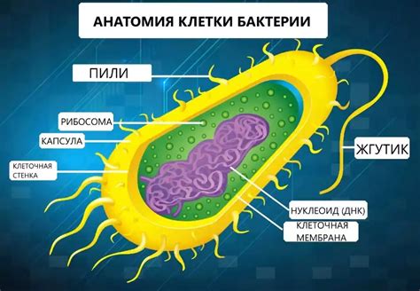 Чем отличаются бациллы от бактерий?