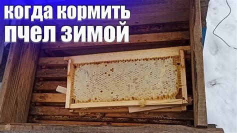 Чем пчел кормить зимой без меда?