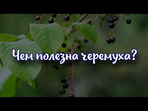 Черемуха полезна для зрения