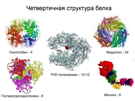 Четвертичная структура гемоглобина: связывание подъединиц