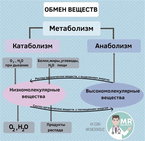 Что влияет на главный обмен в организме?