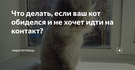 Что делать, если кот лежит и не хочет вставать?