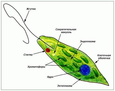 Что ест эвглена зеленая?