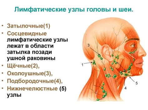 Что может вызвать воспаление под мышкой помимо лимфоузлов? Узнайте возможные причины и способы борьбы