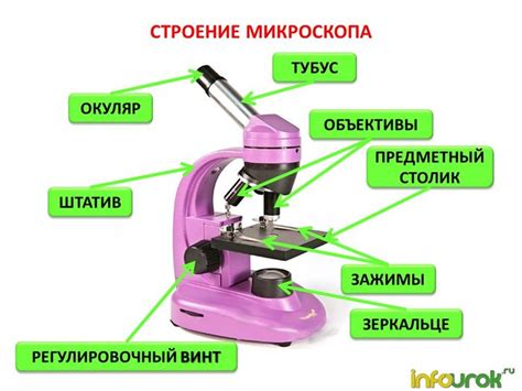 Что можно наблюдать с помощью микроскопа для детей?