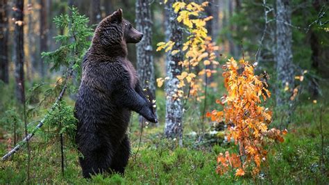 Что можно узнать и увидеть в чаще леса