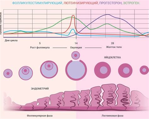 Что нужно знать о первой фазе менструального цикла