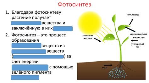 Что обеспечивает питание растений в воздухе