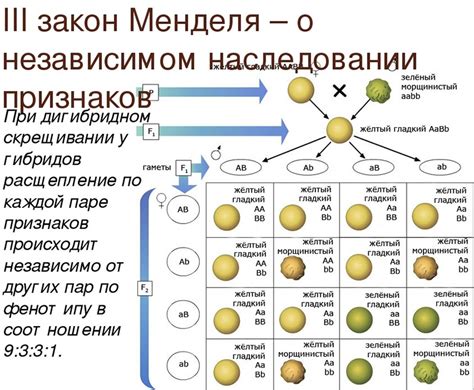 Что означает генотип gg и его значение в генетике