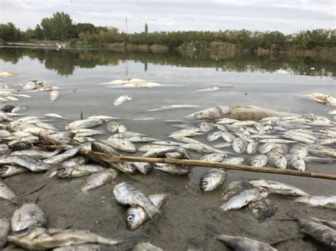 Что означает сон о водоеме с рыбой?