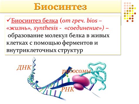 Что определяет синтез белка?