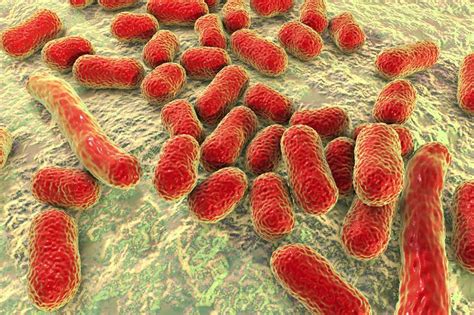 Что представляют собой Bacteroides spp у женщин?