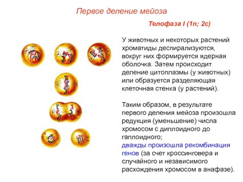 Что происходит в результате мейоза у растений?