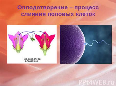 Что происходит после слияния половых клеток