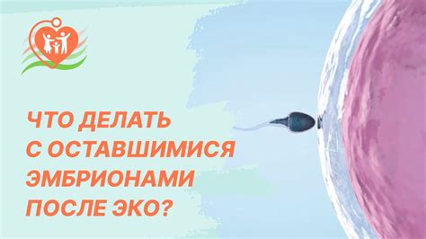 Что происходит с оставшимися после ЭКО эмбрионами? Утилизация или сохранение?