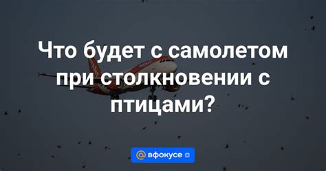 Что происходит с птицами при столкновении