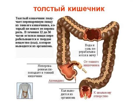 Что скрывается за покрытием тонкого кишечника