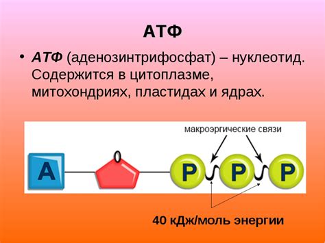 Что такое АТФ