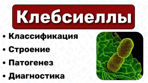 Что такое Клебсиелла и где она обычно находится?