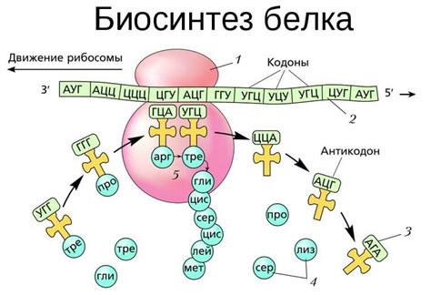 Что такое биосинтез в биологии 8 класс